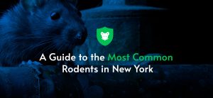 pest control service