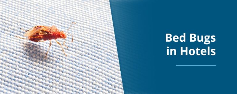 pest control near me