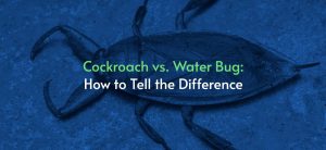 pest control service