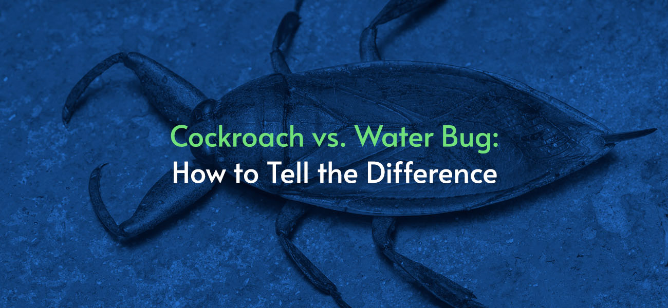 pest control service