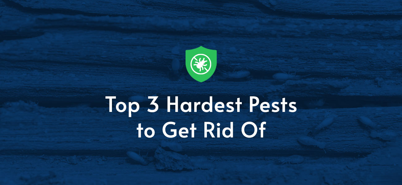 pest control near me