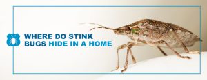 Stink Bug Hideouts: Where These Unwelcome Invaders Take Shelter in Your Home