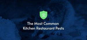 -the-most-common-kitchen-restaurant-pests