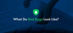 pest control service