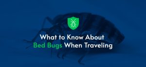 pest control service