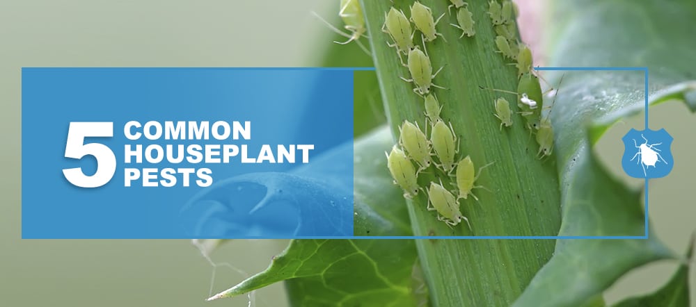 pest control service