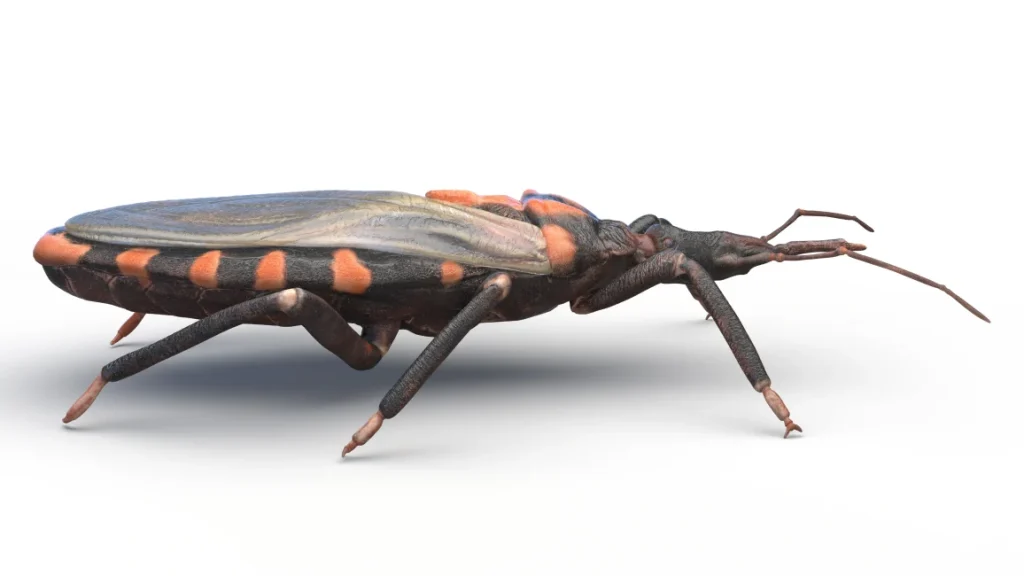 pest control service