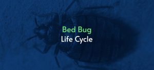 bed-bug-life-cycle