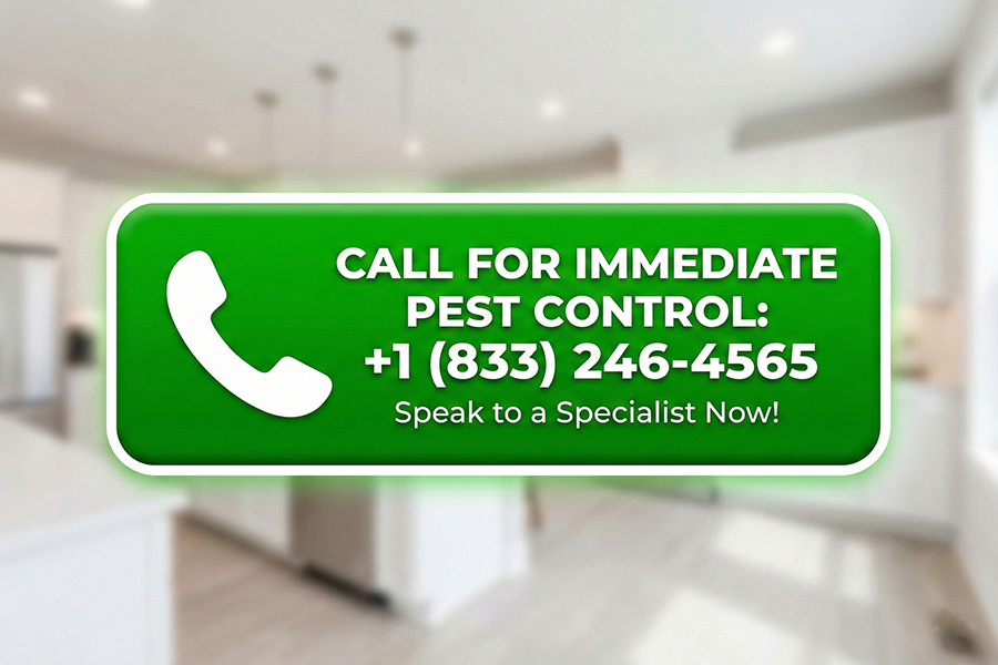 Best Cockroach Pest Control Removal