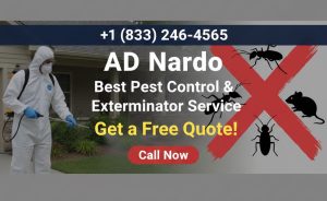 Pest Control and Exterminator Service